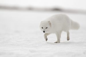 White Arctic Fox - Arctic Nature Hotel Iceland
