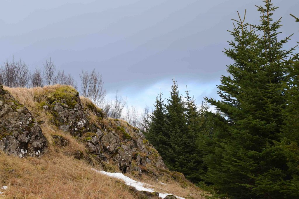 Hellisskogur forrest in Selfoss, south Iceland